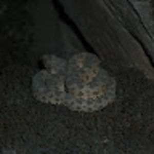 Meet your Posher, Manuel